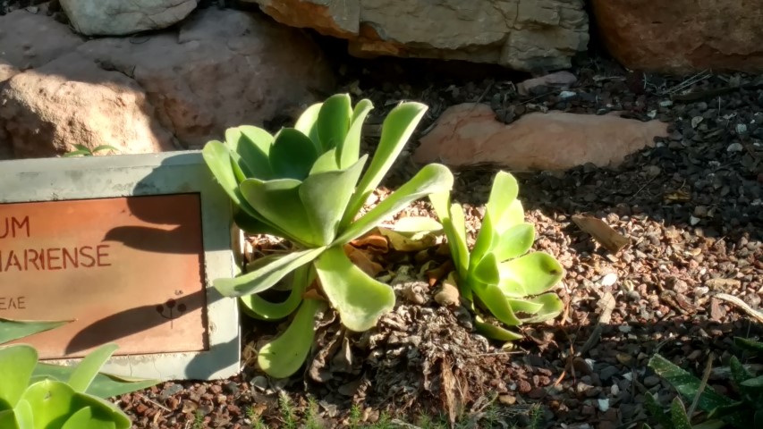 Picture of Aeonium canariense  