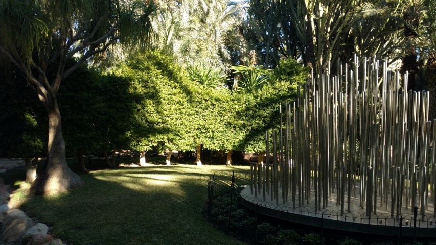 Picture of Ficus nitida  