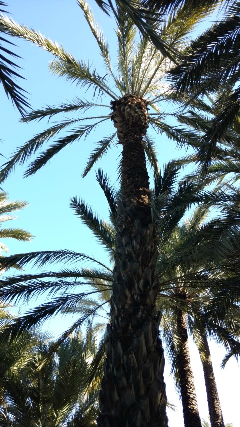 Phoenix dactylifera plantplacesimage20171216_133148.jpg