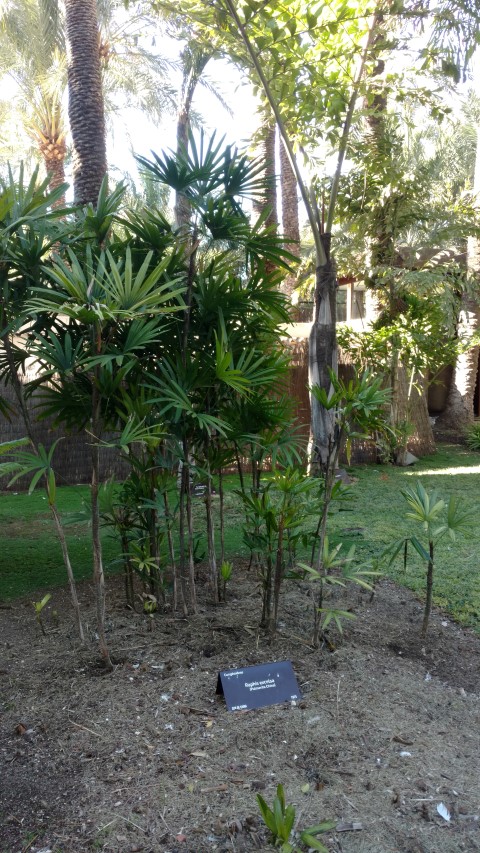 Picture of Rhapis excelsa  Broadleaf Lady Palm