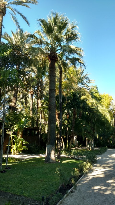 Picture of Washingtonia filifera California Fan Palm, Palmera Abanico de California