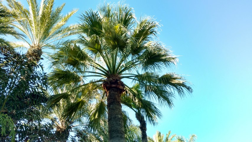 Picture of Washingtonia filifera California Fan Palm, Palmera Abanico de California