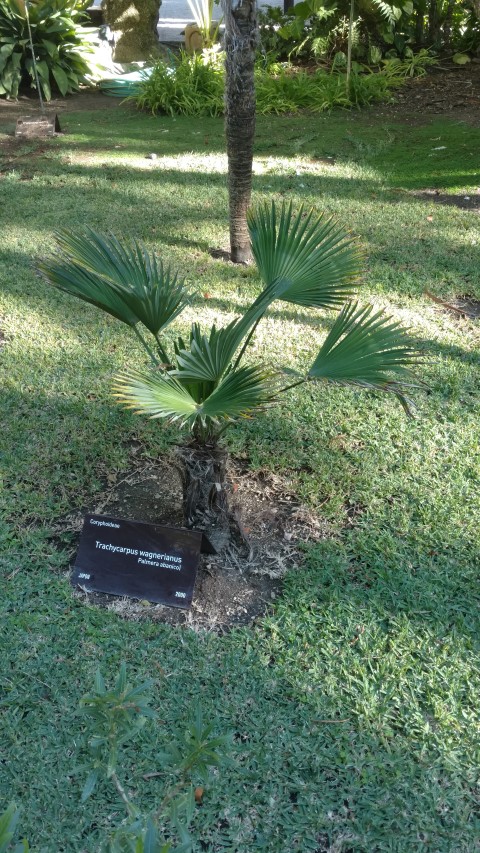 Picture of Trachycarpus wagnerianus  