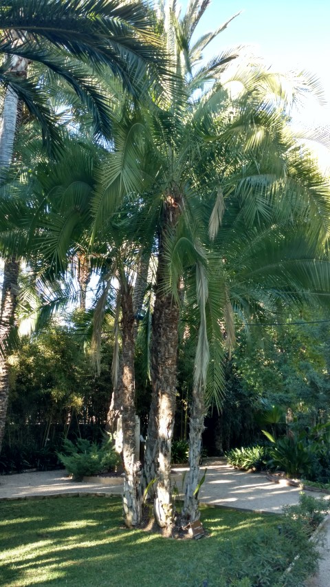 Picture of Phoenix reclinata  Palmera de Senegal