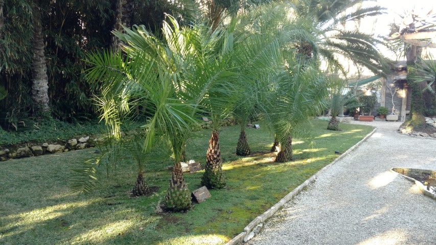 Picture of Phoenix humilis  