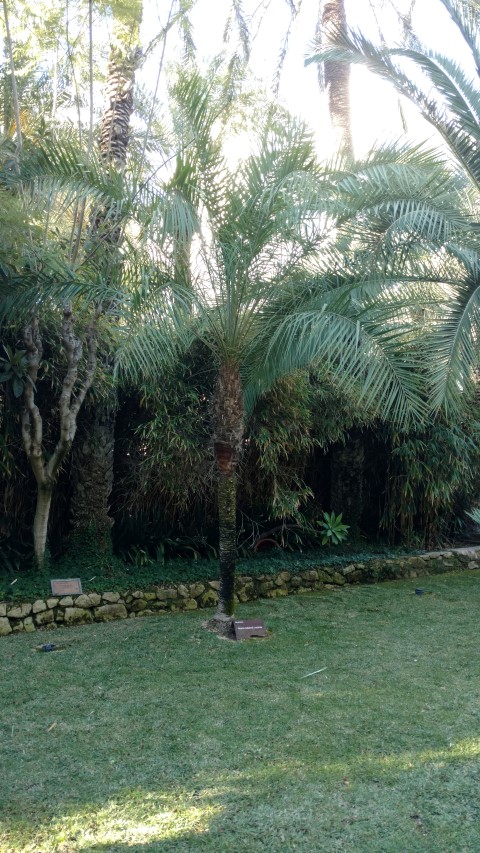 Picture of Phoenix roebelenii x reclinata  