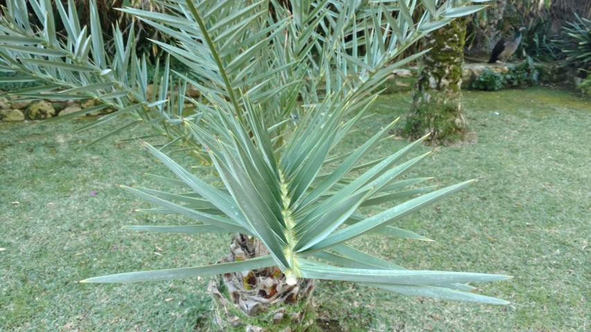 Picture of Phoenix theophrasti Palma de creta