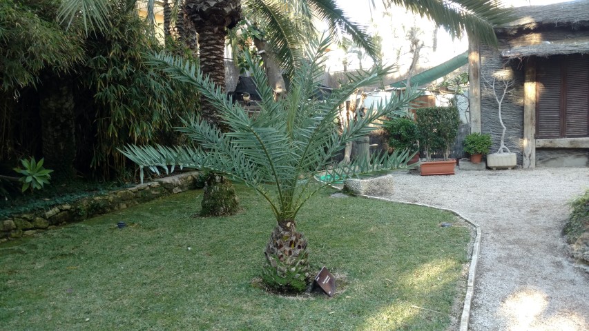 Picture of Phoenix theophrasti Palma de creta