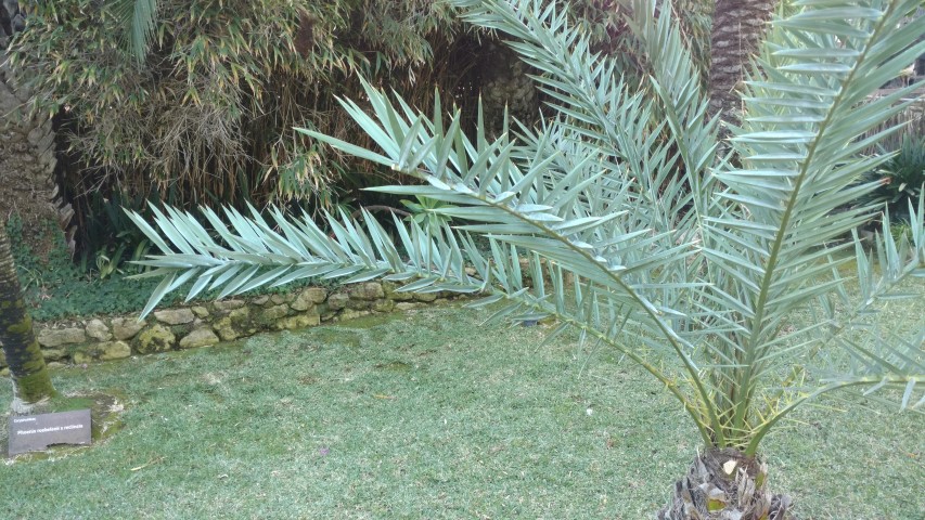 Picture of Phoenix theophrasti Palma de creta