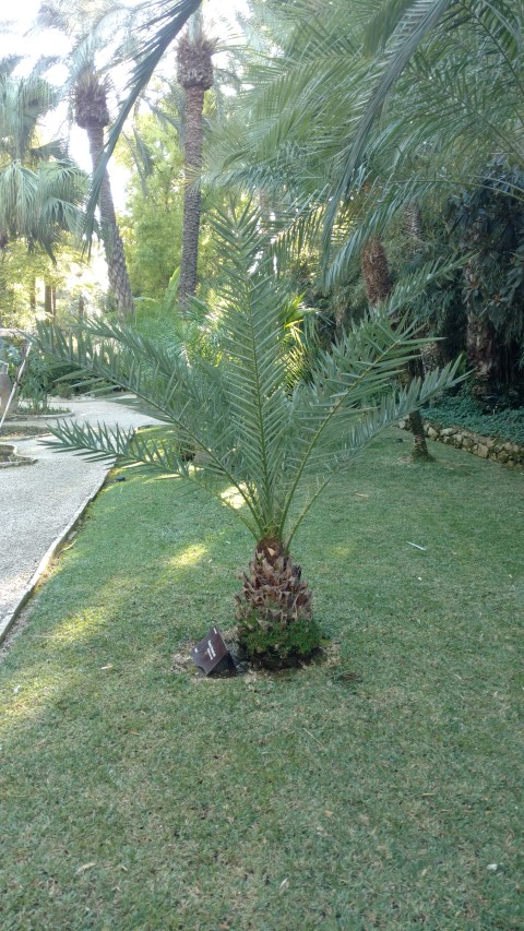 Picture of Phoenix theophrasti Palma de creta