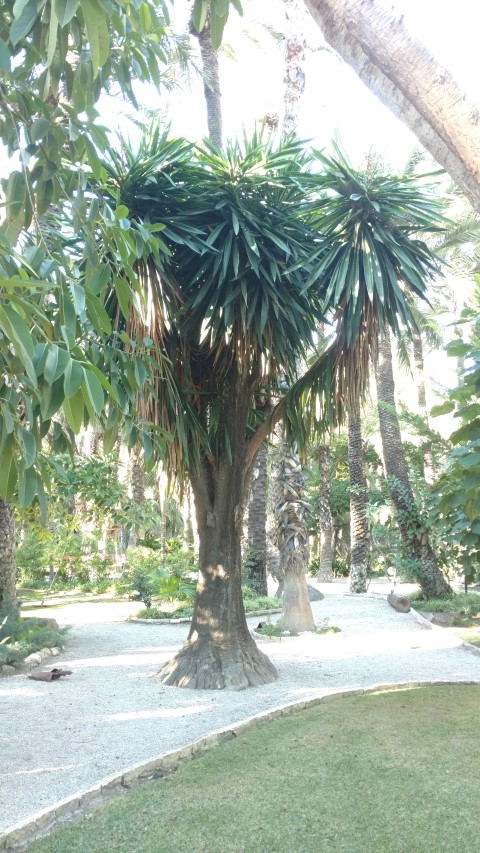Picture of Yucca elephantipes  