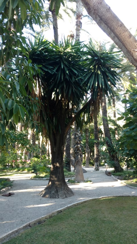 Picture of Yucca elephantipes  