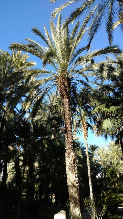 Phoenix dactylifera plantplacesimage20171216_142252.jpg