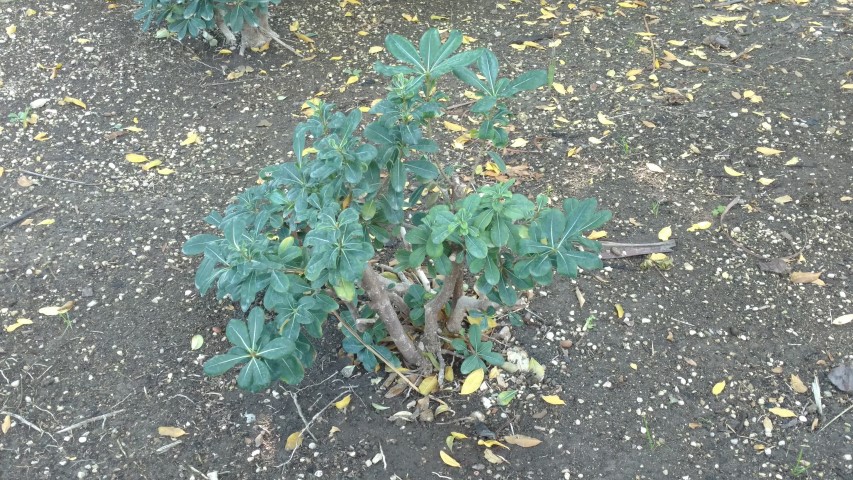 Picture of Pittosporum tobira  