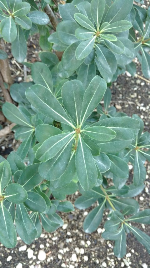 Picture of Pittosporum tobira  