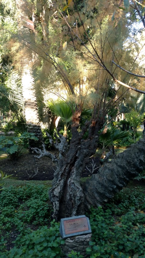 Picture of Tamarix glauca  