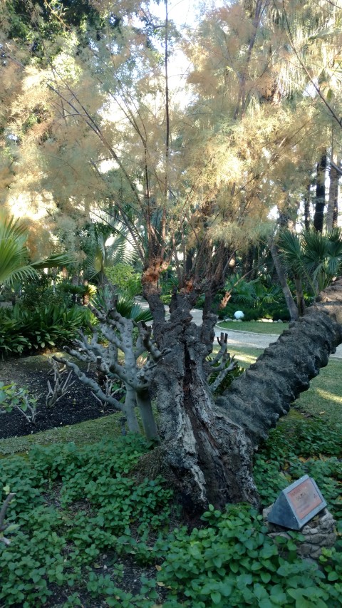 Picture of Tamarix glauca  