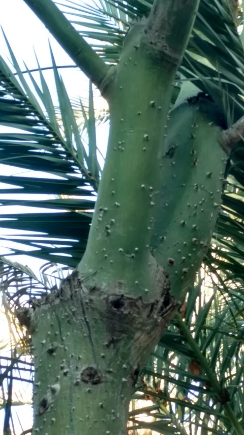 Picture of Chorisia speciosa Silk Floss Tree