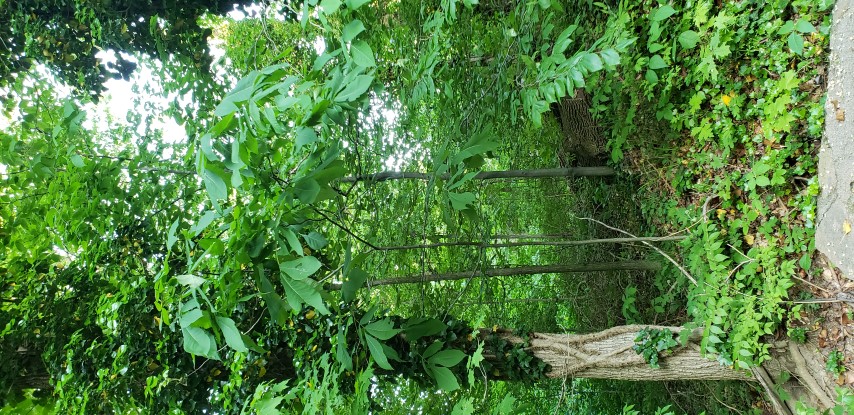 Asimina triloba plantplacesimage20180519_192253.jpg