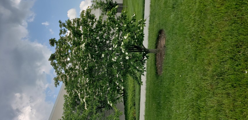 Cornus florida plantplacesimage20180522_172406.jpg