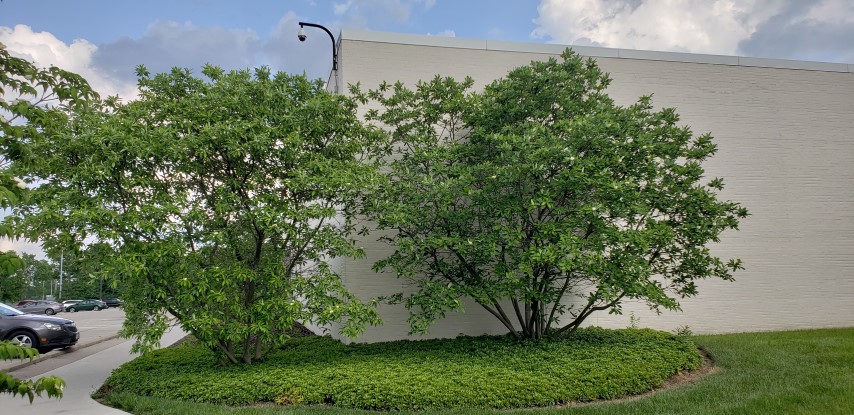 Magnolia virginiana plantplacesimage20180522_172530.jpg