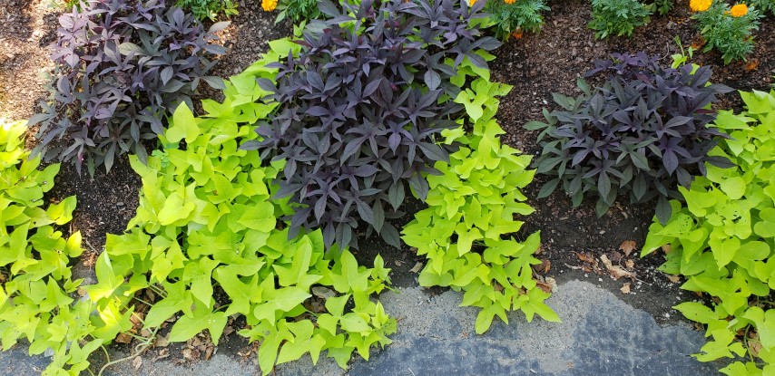 Ipomoea batatas plantplacesimage20180713_155520.jpg