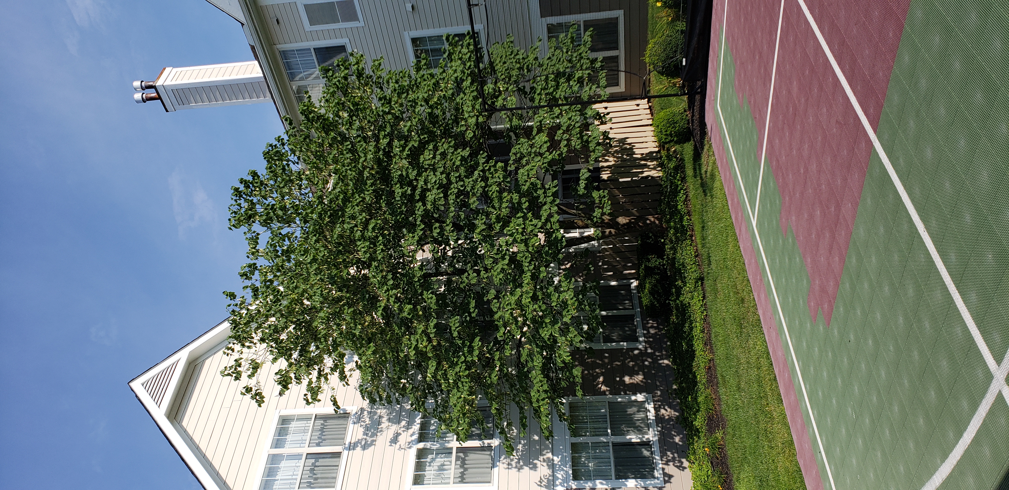 Cercis canadensis plantplacesimage20180729_093734.jpg