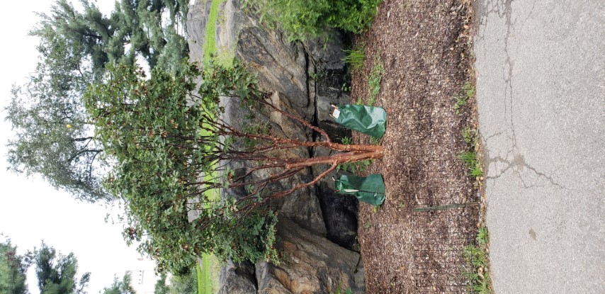 Acer griseum plantplacesimage20181014_085435.jpg