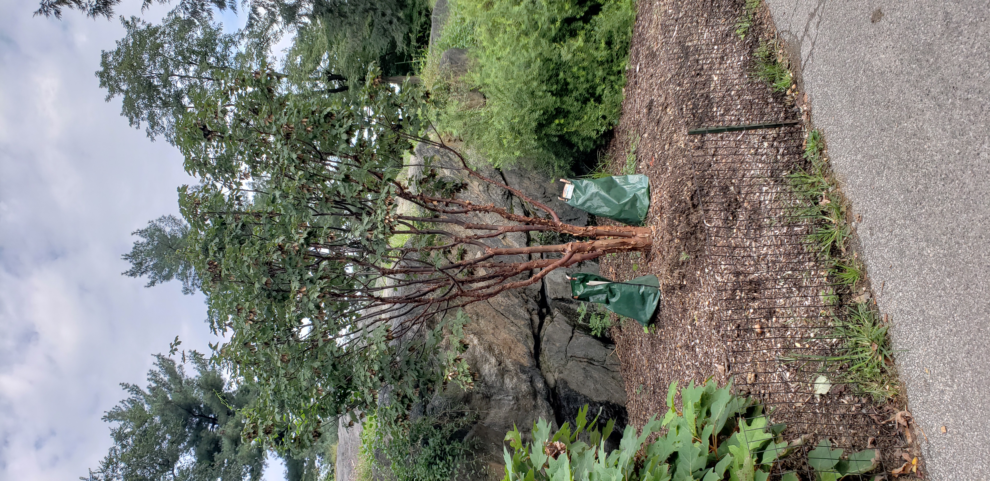 Acer griseum plantplacesimage20181014_085457.jpg
