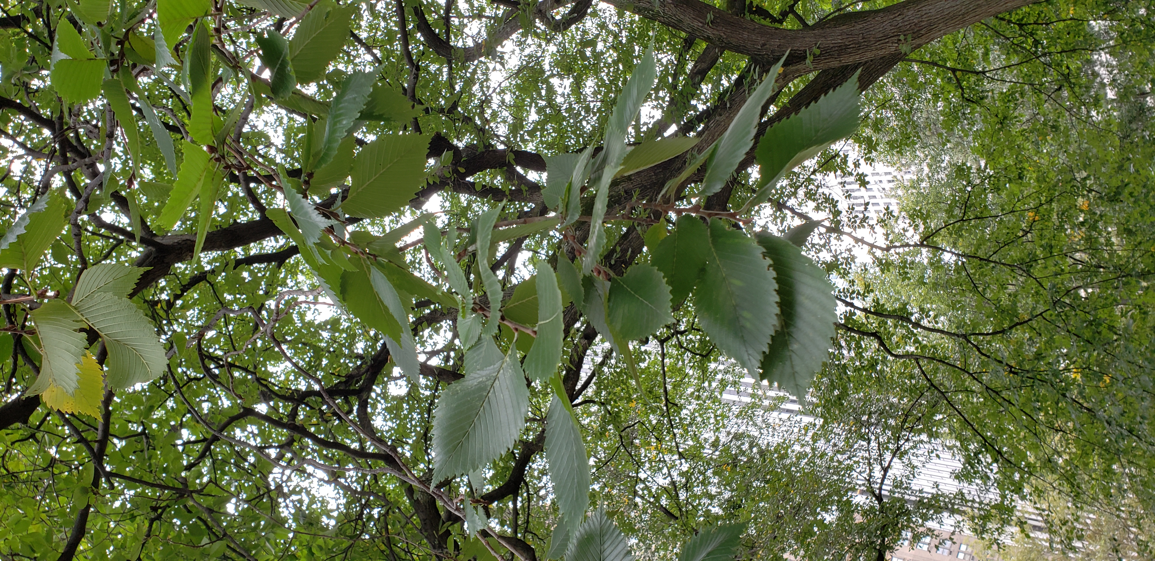 Ulmus americana plantplacesimage20181014_093255.jpg