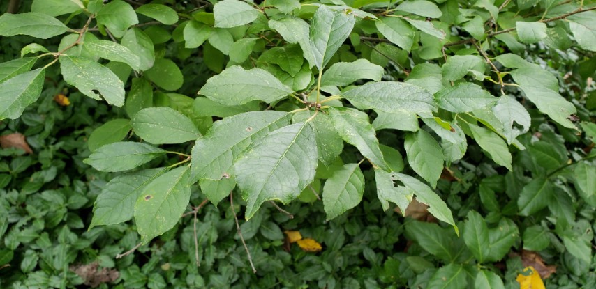 Ilex verticillata plantplacesimage20181014_093902.jpg