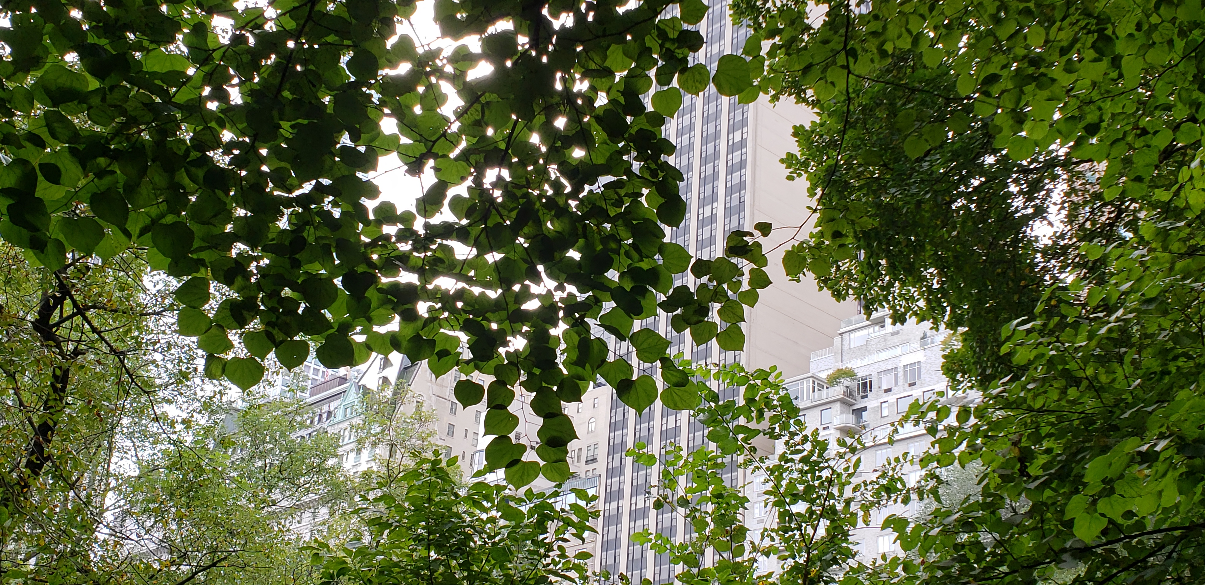 Cercis canadensis plantplacesimage20181014_094419.jpg