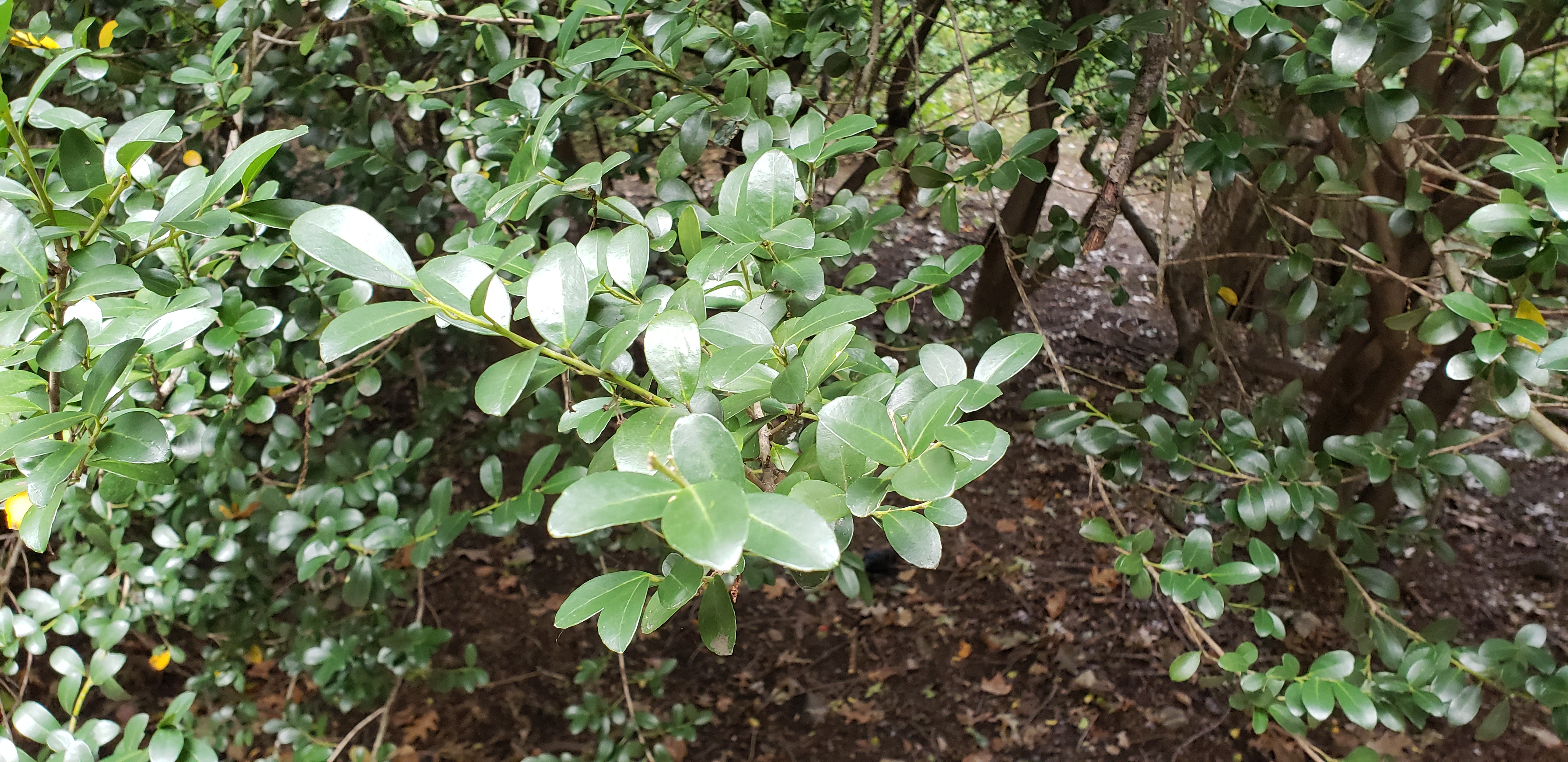 Ilex cornuta plantplacesimage20181014_094519.jpg