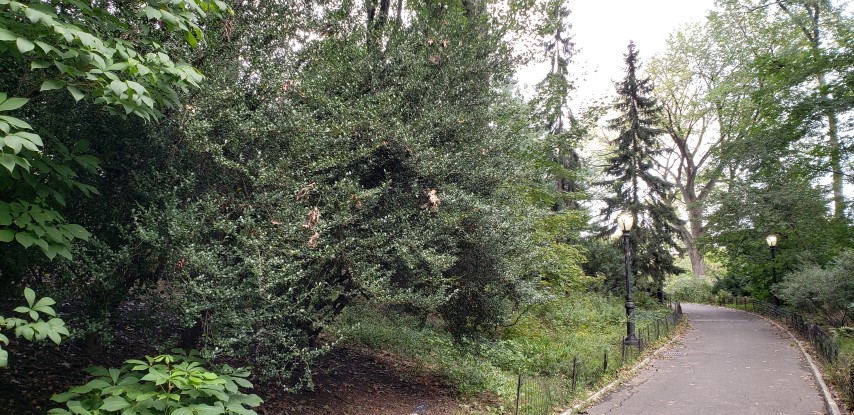 Ilex cornuta plantplacesimage20181014_094534.jpg