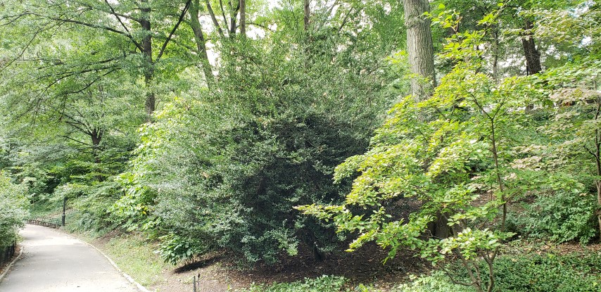 Ilex cornuta plantplacesimage20181014_094556.jpg