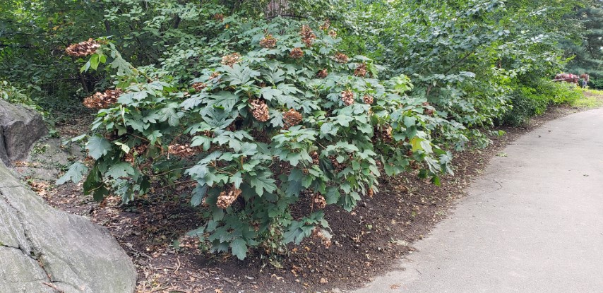 Hydrangea quercifolia plantplacesimage20181014_102107.jpg