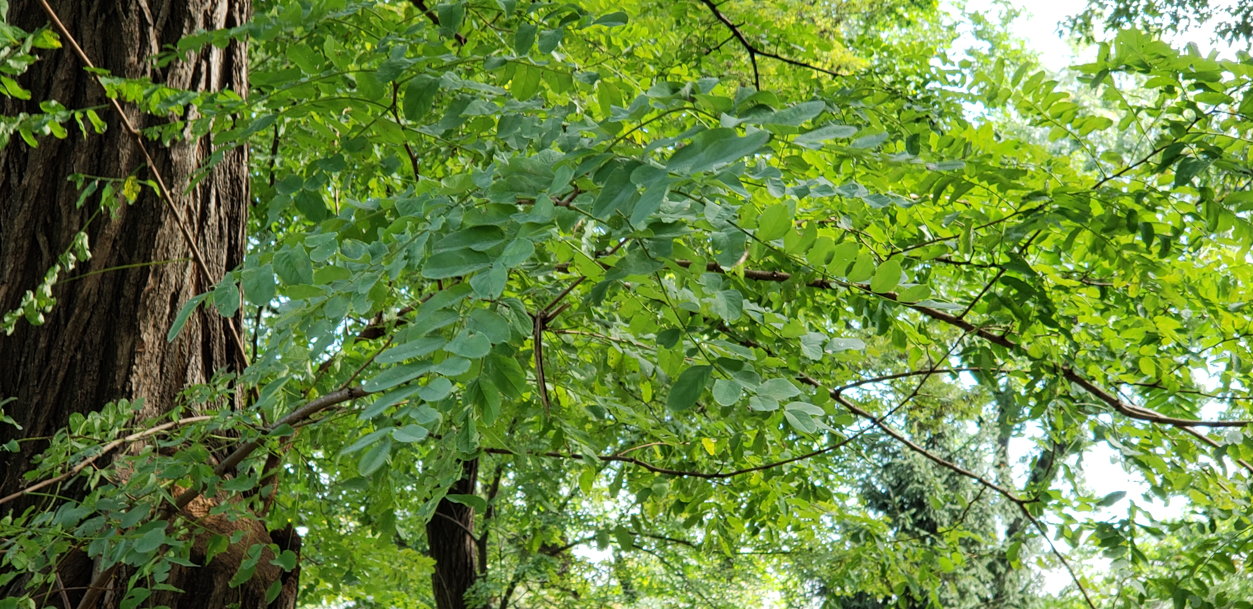 Robinia pseudoacacia plantplacesimage20181014_103201.jpg