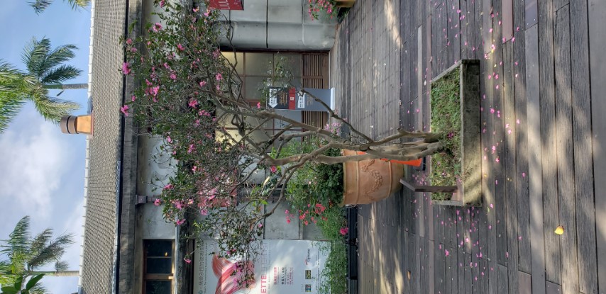 Camellia japonica plantplacesimage20181204_100459.jpg