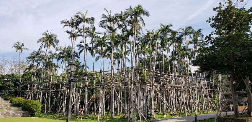 Archontophoenix alexandrae plantplacesimage20181204_101120.jpg