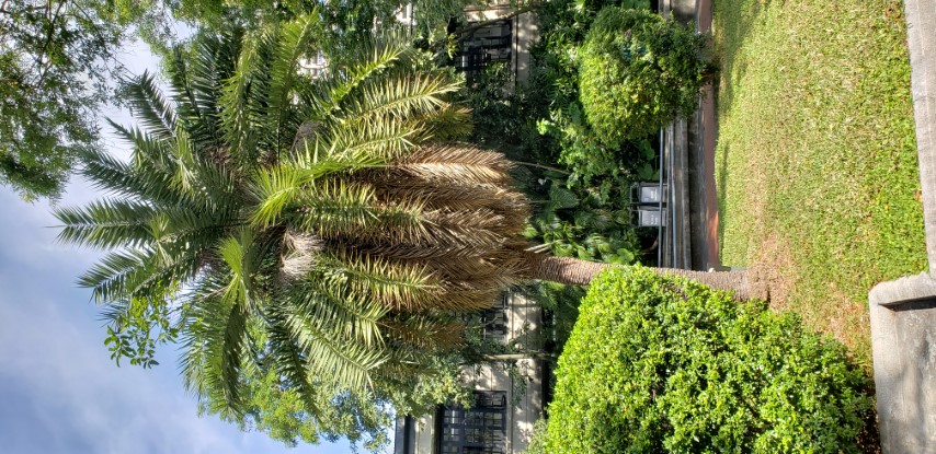 Phoenix areacacaea plantplacesimage20181204_103157.jpg