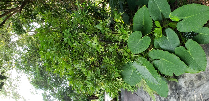 Codiaeum variegatum plantplacesimage20181204_103900.jpg