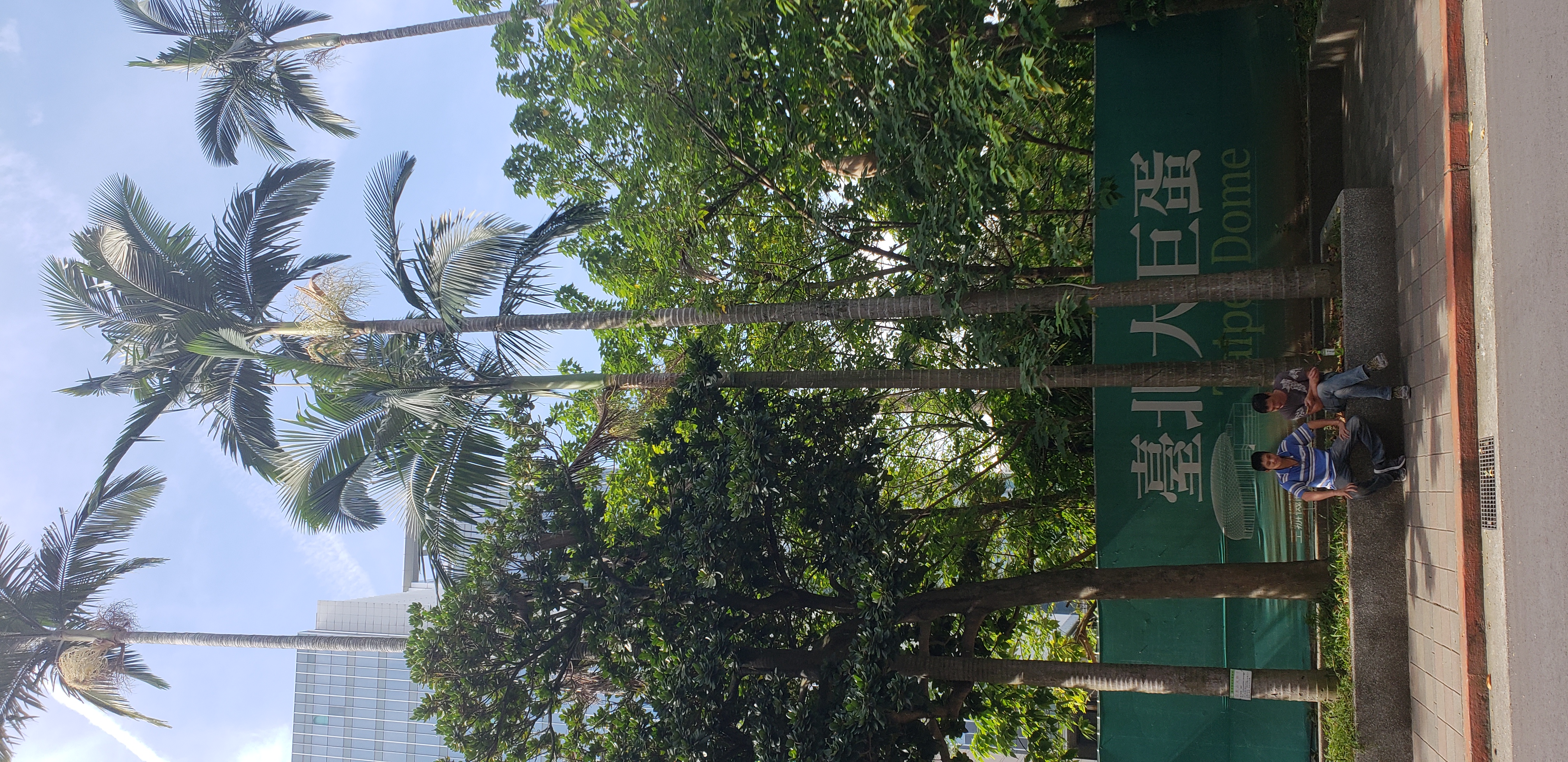 Archontophoenix alexandrae plantplacesimage20181204_114212.jpg