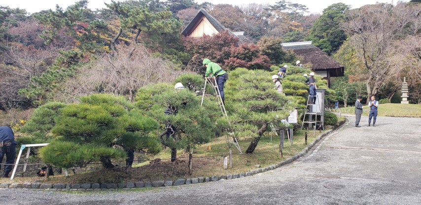 Pinus nigra plantplacesimage20181207_091745.jpg