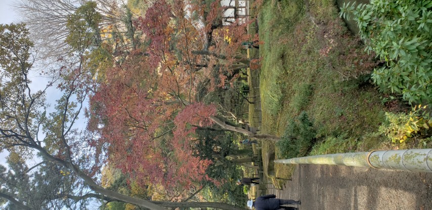 Pinus nigra plantplacesimage20181207_092306.jpg