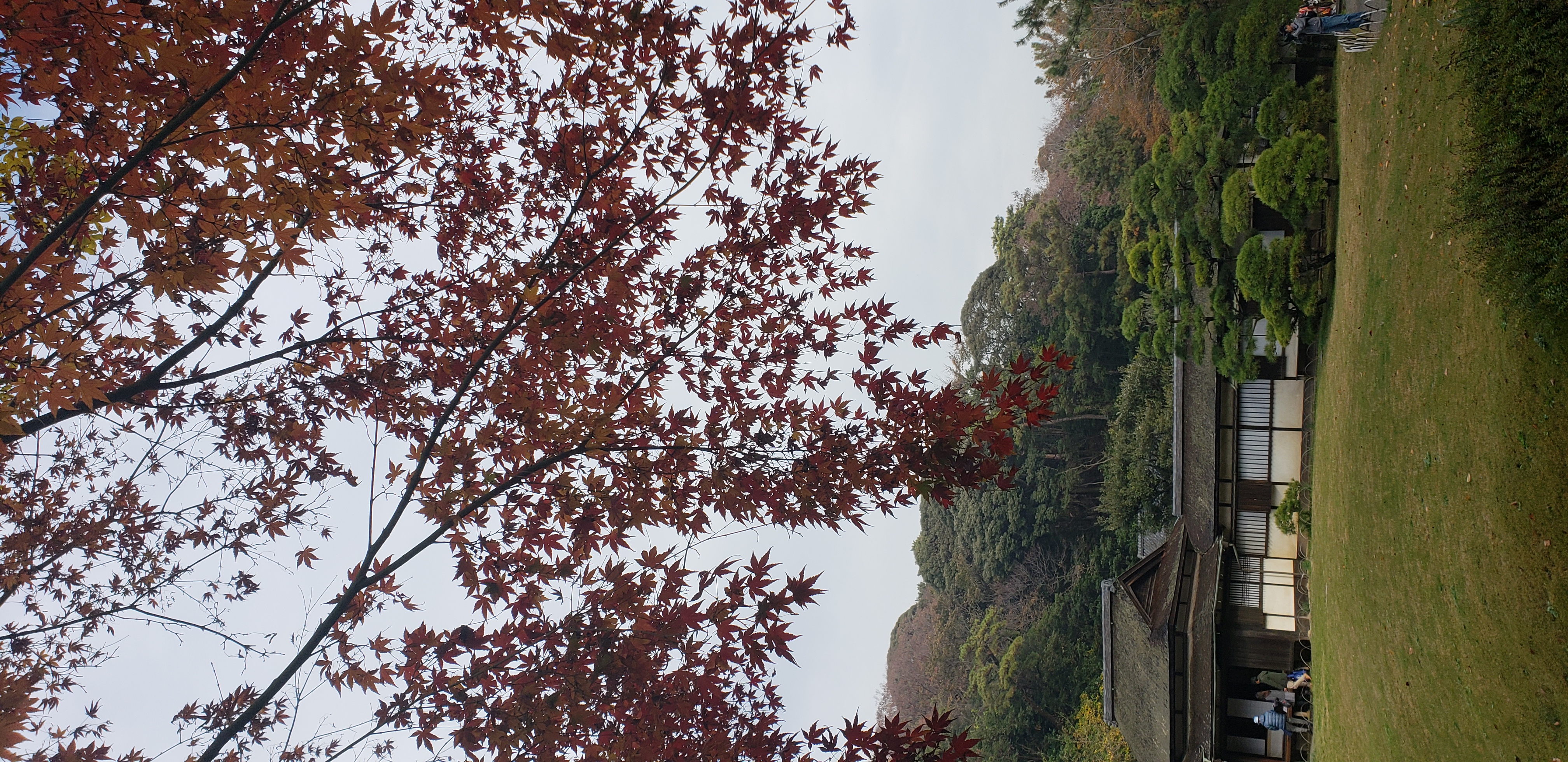 Pinus nigra plantplacesimage20181207_092330.jpg