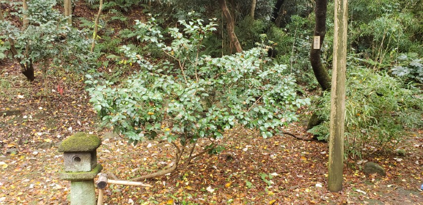 Camellia japonica plantplacesimage20181207_093635.jpg