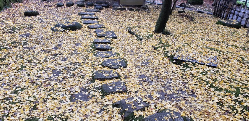 Camellia japonica plantplacesimage20181207_093847.jpg