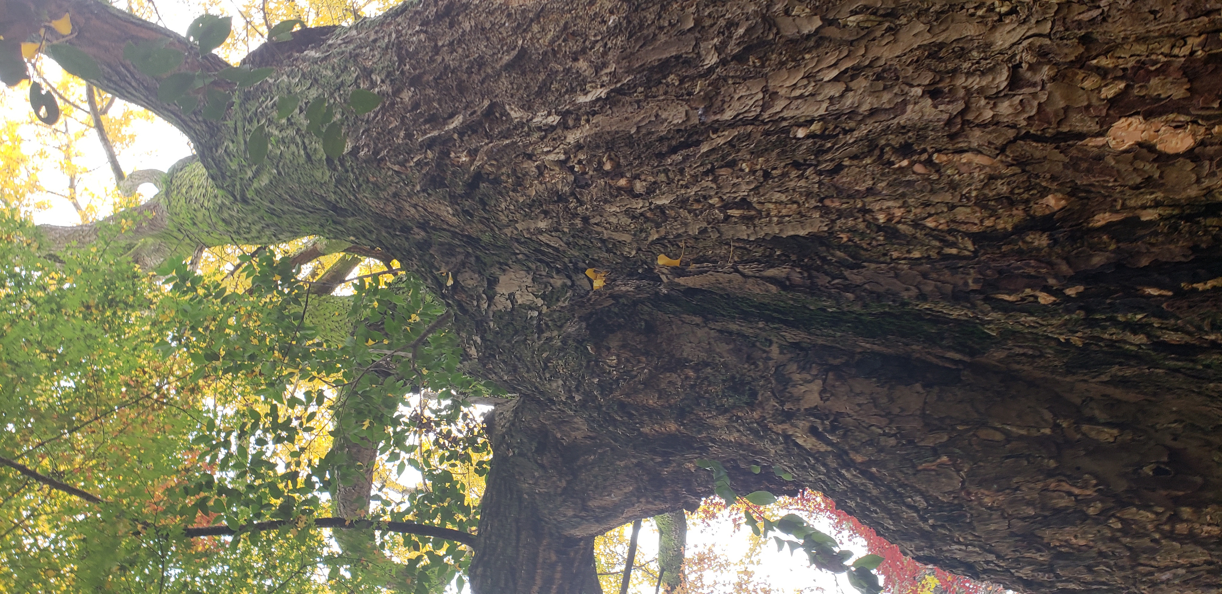 Camellia japonica plantplacesimage20181207_094217.jpg