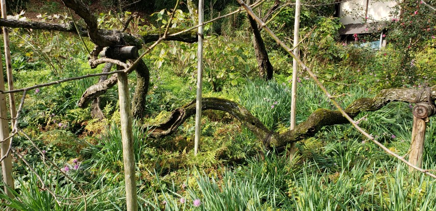 Prunus mume plantplacesimage20181207_104539.jpg