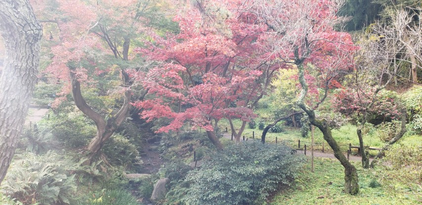 Acer japonicum plantplacesimage20181207_104948.jpg